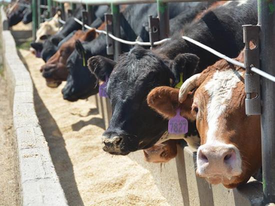 Both fed and feeder cattle prices are expected to increase in 2026 as tight supplies continue. Beef producers continue to see strong prices, but tight cattle supplies have limited U.S. beef exports while beef imports are also soaring. (DTN file photo by Chris Clayton)