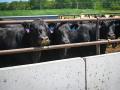 Tyson Foods announced the immediate closing of its beef facility in Joslin, Illinois, just months after their plant in Lexington, Nebraska, closed. (DTN/Progressive Farmer photo by Jennifer Carrico)