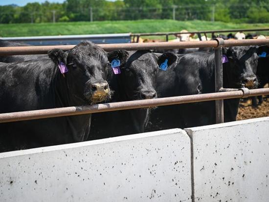 Tyson Foods announced the immediate closing of its beef facility in Joslin, Illinois, just months after their plant in Lexington, Nebraska, closed. (DTN/Progressive Farmer photo by Jennifer Carrico)