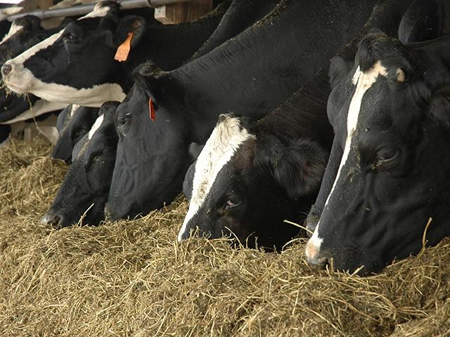 Testing began this week on Grade A milk intended for pasteurization to help trace any herds affected by the H5N1 virus. (DTN/Progressive Farmer photo by Jennifer Carrico)