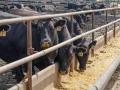 Producers filing claims in a recent JBS antitrust settlement have until the end of summer to file. (DTN file photo by Jennifer Carrico)