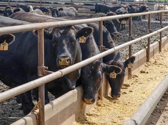 Producers filing claims in a recent JBS antitrust settlement have until the end of summer to file. (DTN file photo by Jennifer Carrico)