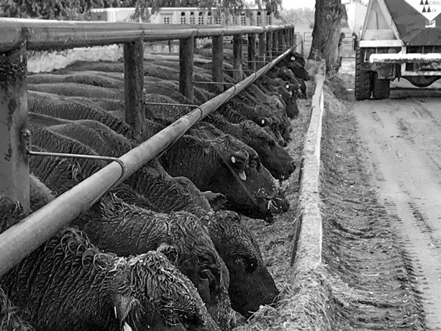 High corn prices aren&#039;t necessarily a problem, but high corn prices with low cattle prices is a genuine issue. (DTN photo by ShayLe Stewart)