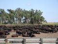 Proper management of finishing cattle can limit the negative effects of respiratory diseases. (DTN file photo by Elaine Shein)