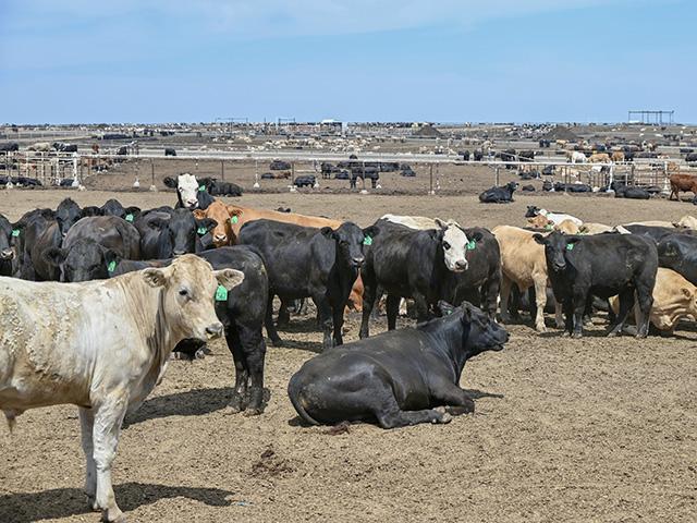 Feedlot cattle need to be checked often during extreme heat events. (DTN/Progressive Farmer photo by Jennifer Carrico)