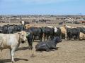 Feedlot cattle need to be checked often during extreme heat events. (DTN/Progressive Farmer photo by Jennifer Carrico)