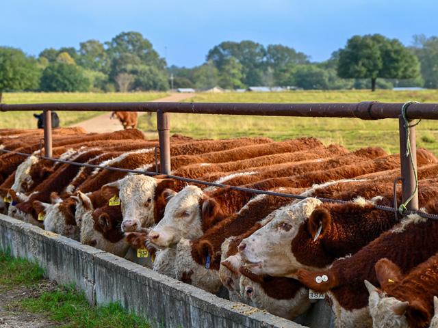 With bull buying season beginning, cow-calf producers are considering how much money to spend to purchase their herd sires. (DTN photo by Jennifer Carrico)
