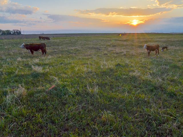 A calf can learn grazing knowledge from their mothers even prior to birth that will help their lifelong health and performance. (Photo by Kurt Lawton)