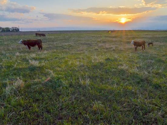 A calf can learn grazing knowledge from their mothers even prior to birth that will help their lifelong health and performance. (Photo by Kurt Lawton)
