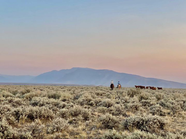 With cattlemen in the West being presented different challenges than those in the East, accurately depicting where the nation&#039;s cattle herd sits is going to be a difficult task. (DTN photo by ShayLe Stewart)
