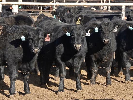 Packers were able to secure enough inventory in last week's fed cash cattle market that they won't likely have to participate much in the weeks ahead. (DTN file photo by Jennifer Carrico)