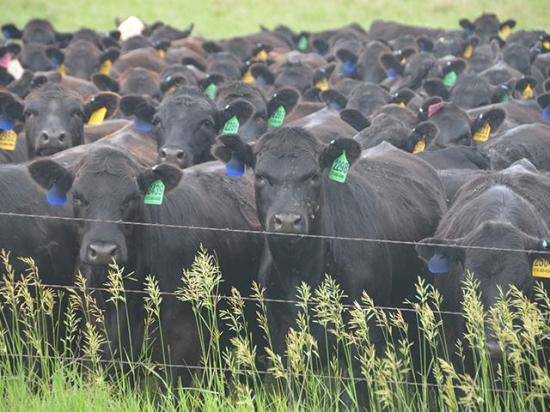 Using proper culling strategies can help make a cow herd more productive. (DTN/Progressive Farmer photo by Jennifer Carrico)