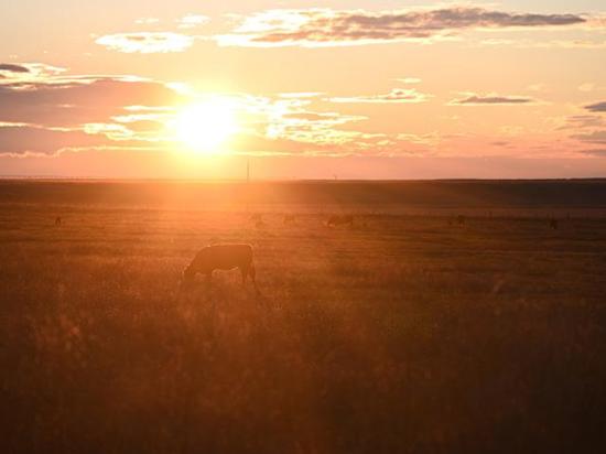 Northern Plains cattle producers deal with ongoing drought conditions and hope winter precipitation will help alleviate moisture problems. (DTN/Progressive Farmer photo by Jennifer Carrico)