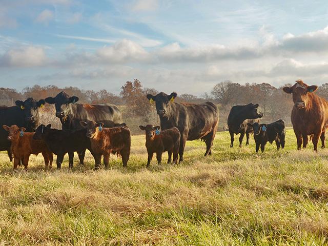 The lack of moisture during late summer and fall across much of the Midwest has affected pasture and range conditions. (DTN/Progressive Farmer photo by Jennifer Carrico)
