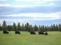 A southwest Montana bull tested positive for brucellosis. The herd is quarantined for further investigation. (DTN/Progressive Farmer photo by Jennifer Carrico)