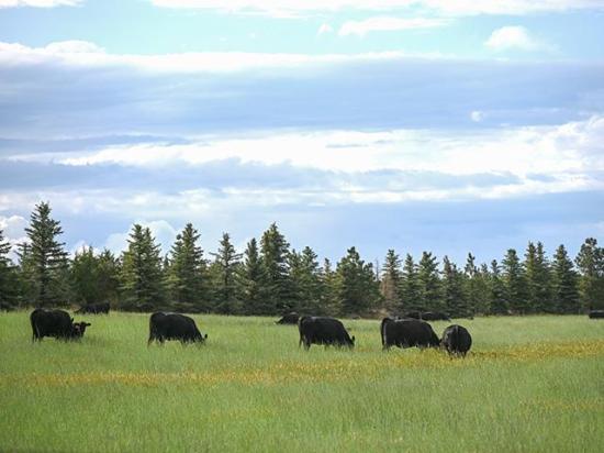 A southwest Montana bull tested positive for brucellosis. The herd is quarantined for further investigation. (DTN/Progressive Farmer photo by Jennifer Carrico)