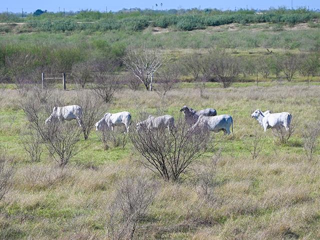 Brahman cows graze on a pasture near Mercedes, Texas, about 11 miles from the Mexico border. (DTN/Progressive Farmer photo by Jennifer Carrico)