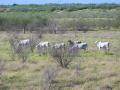 Brahman cows graze on a pasture near Mercedes, Texas, about 11 miles from the Mexico border. (DTN/Progressive Farmer photo by Jennifer Carrico)