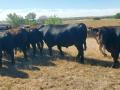 Cattle move out to pasture on the John O&#039;Dea ranch near Indianola, Nebraska, where moisture is far behind the normal for this time of year. (Photo by John O&#039;Dea)