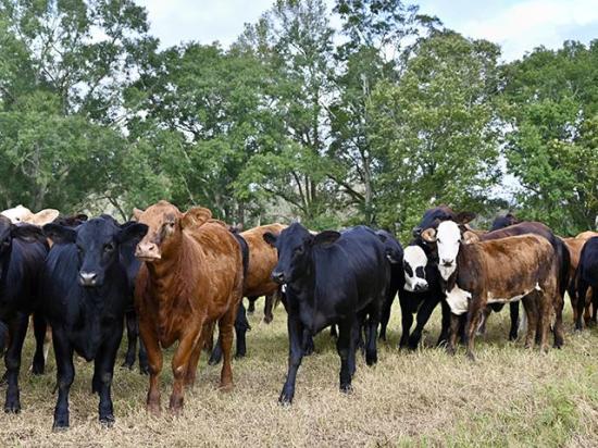 Southeast cattle producers have dealt with a variable weather year, which led to grazing challenges. (DTN/Progressive Farmer photo by Jennifer Carrico)
