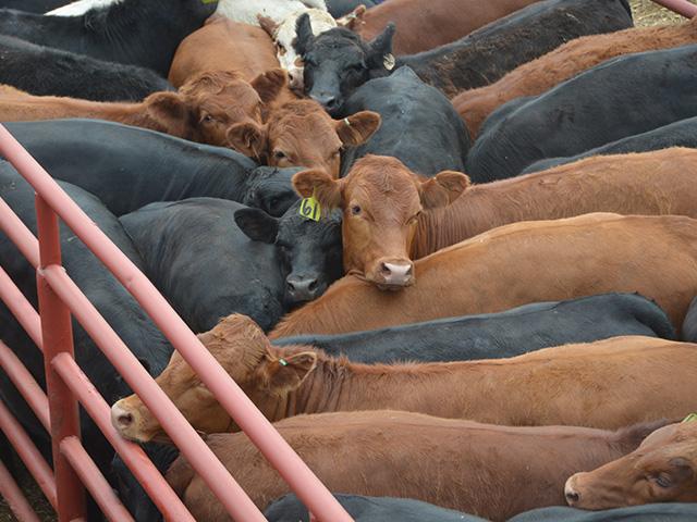 University of Nebraska-Lincoln economists say it's important to watch cow costs when purchasing replacement females. (DTN/Progressive Farmer photo by Jennifer Carrico)