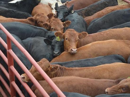 University of Nebraska-Lincoln economists say it's important to watch cow costs when purchasing replacement females. (DTN/Progressive Farmer photo by Jennifer Carrico)