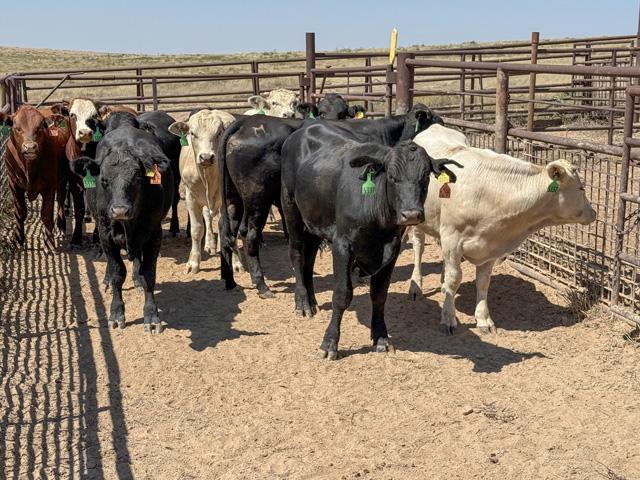 These Mexican cattle came across the border in early 2025 and have been on West Texas range to grow before going to Rogers &amp; Sons feedyard near Dimmitt, Texas. (Photo courtesy of Marc Hardy)