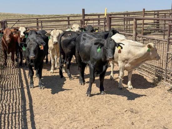 These Mexican cattle came across the border in early 2025 and have been on West Texas range to grow before going to Rogers &amp; Sons feedyard near Dimmitt, Texas. (Photo courtesy of Marc Hardy)