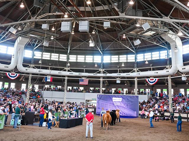 Many 4-H and FFA exhibitors from across the state bring cattle and other livestock each year to show at the Iowa State Fair. These steers were shown last week in the historical pavilion in Des Moines. (DTN/Progressive Farmer photo by Jennifer Carrico)
