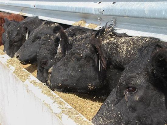 Although feedlot managers have lighter showlists this week, it&#039;s likely cattle will trade steady at best. (DTN file photo by Pamela Smith)