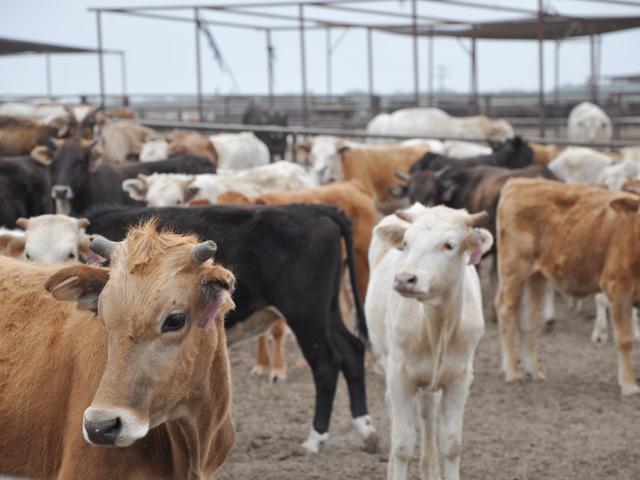 The U.S. will continue to allow imports of Mexican cattle after following a protocol agreed upon by Mexican and U.S. animal health officials despite a second case of New World screwworm being found. (DTN/Progressive Farmer file photo)
