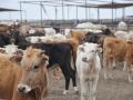 Last year, more than 1.1 million feeder cattle entered the U.S. from Mexico. (DTN/Progressive Farmer file photo by Katie Dellinger)