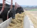 Fat cattle are those cattle in a feedlot that are ready for processing. Depending on the feeder, fat cattle will generally weigh between 1,250 and 1,500 pounds each. (DTN/Progressive Farmer file photo)
