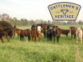Cattlemen&#039;s Heritage, a proposed beef packing plant in southwest Iowa, has announced new financing from a Florida cold-storage developer and secured its land for development. The project is one of four major independent packing plants under development in the cattle industry. (DTN file photo; logo courtesy of Cattlemen&#039;s Heritage Co.)