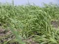 USDA released final technical guidance on low-carbon feedstocks. (DTN file photo)