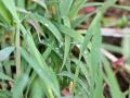 Cereal rye is among the many small grains that work well as a forage crop. (DTN file photo by Pamela Smith)