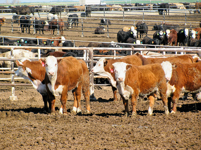 One area of proposed spending for FY21 is pre- and post-harvest safety measures for beef.(Progressive Farmer photo by Victoria G. Myers)