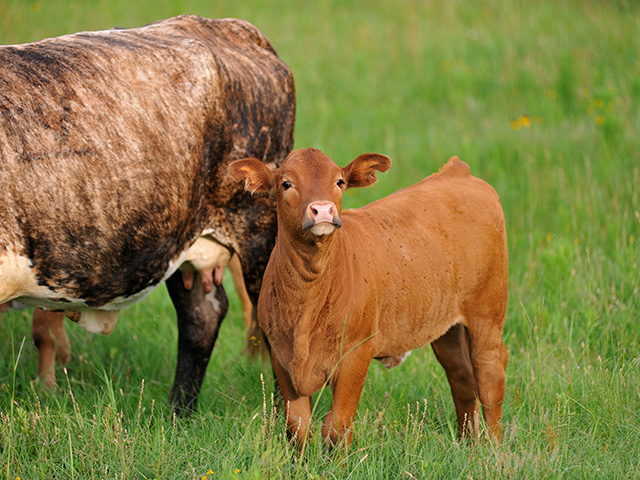 All indicators point to a positive outlook for commercial cattle producers through 2021. (Progressive Farmer photo by Jim Patrico)