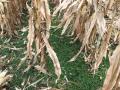 The Internal Revenue Service released tax guidance on the 45Z Clean Fuels Production tax credit, opening the door for cover crops and other farm production practices. (DTN file photo)