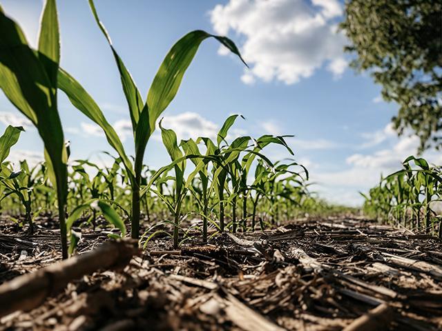 Latham Quality Inc. is fighting a Bayer CropScience motion to dismiss an ongoing antitrust case. (DTN photo by EllaMae Reiff)