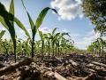 Latham Quality Inc. is fighting a Bayer CropScience motion to dismiss an ongoing antitrust case. (DTN photo by EllaMae Reiff)