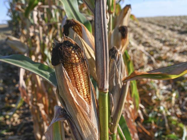 Corn waits to be harvested this fall in a field in Iowa. The last 100 years have brought many changes to how corn is harvested. (DTN photo by Matthew Wilde)