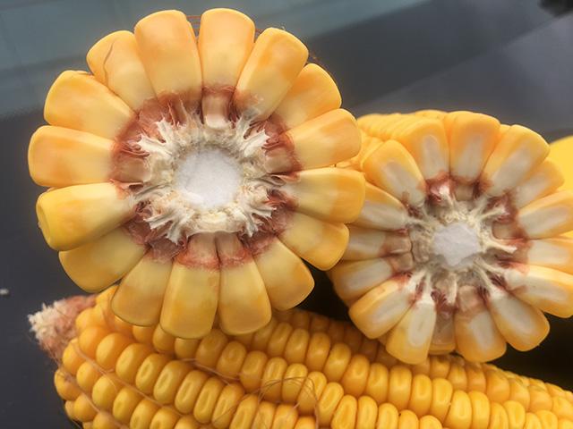 A quick way to check moisture is to break open an ear of corn and observe how far the milk line has moved from the kernel crown. (DTN file photo by Pamela Smith)