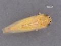 While no larger than a grain of rice, the corn leafhopper can carry disease capable of causing significant yield losses in corn. (Photo courtesy of Ivair Valmorbida, University of Missouri)