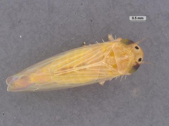 The corn leafhopper, which can carry disease capable of causing significant yield losses in corn, has been found as far north as Kansas and Missouri this season. (Photo courtesy of Ivair Valmorbida, University of Missouri)