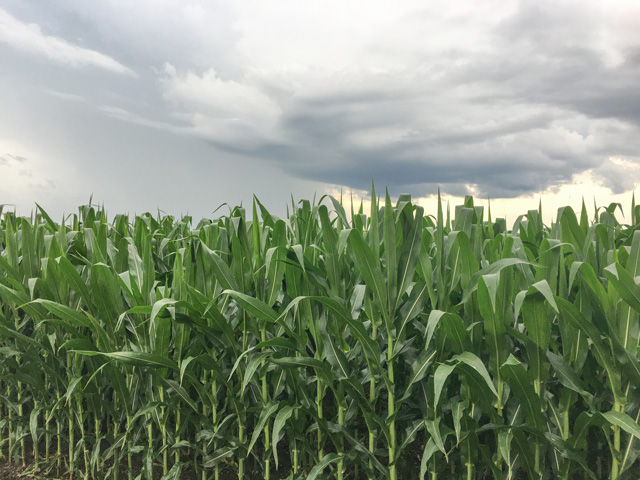 Spotty rains seem unfair when you need rainfall and can actually see it raining in the distance. (DTN photo by Pamela Smith)