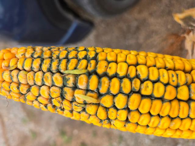 Dave Walton, who farms near Wilton, Iowa, found mold and sprouting kernels on this ear of corn while scouting fields on Saturday, Sept. 12. (Photo courtesy of Dave Walton)