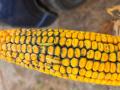 Dave Walton, who farms near Wilton, Iowa, found mold and sprouting kernels on this ear of corn while scouting fields on Saturday, Sept. 12. (Photo courtesy of Dave Walton)
