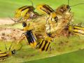 Corn rootworms are a pest that can cause problems throughout much of the U.S. Corn Belt. A multi-institutional team led by Purdue University documents how overplanting of corn that is resistant to the pest is reducing farmers&#039; profits. (Photo by John Obermeyer, Purdue University Extension Entomology)
