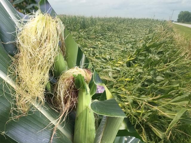 The top DTN weather analog year 2020 had very promising corn conditions going into late July, but final harvested acreage was lowered due to damage from a powerful August derecho windstorm. (DTN file photos)